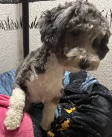 Emma, a female Poodle - Toy  for sale in Homestead, FL – 2 of 3