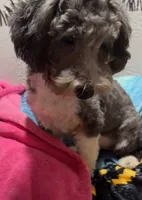 Emma, a female Poodle - Toy  for sale in Homestead, FL – 1 of 3