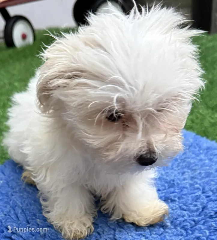 Georgie – Maltese puppy for sale in Homestead, FL
