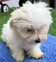 Georgie, a male Maltese for sale in Homestead, FL – 1 of 4