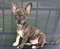 Toby, a male Chihuahua for sale in Homestead, FL – 3 of 4