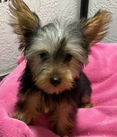 Lily, a female Yorkshire Terrier for sale in Homestead, FL – 1 of 3