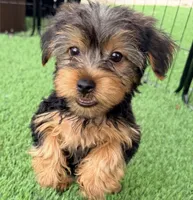 Kamerson, a male Yorkshire Terrier for sale in Homestead, FL – 2 of 3