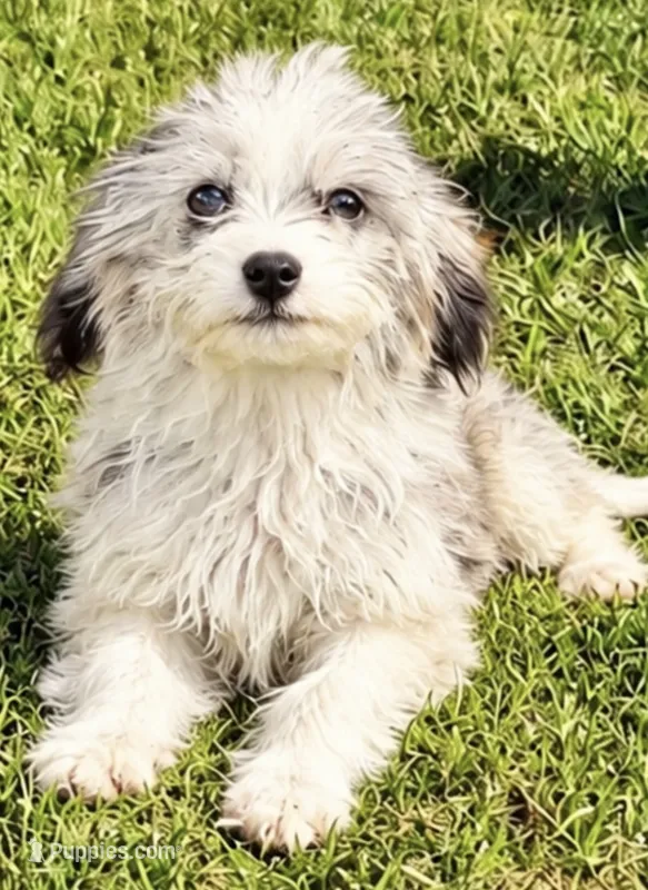 Lydia – Miniature Aussiedoodle puppy for sale in Homestead, FL