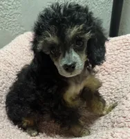 Teeny, a female Poodle - Toy  for sale in Homestead, FL – 4 of 4