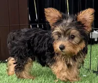 Kylie, a female Yorkshire Terrier for sale in Homestead, FL – 4 of 4
