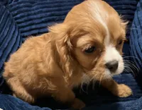 Roy, a female Cavalier King Charles Spaniel for sale in Homestead, FL – 2 of 3