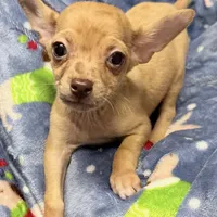 Boone, a male Chihuahua for sale in Homestead, FL – Photo 4 of 4