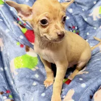 Boone, a male Chihuahua for sale in Homestead, FL – Photo 3 of 4