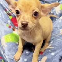 Boone, a male Chihuahua for sale in Homestead, FL – Photo 1 of 4