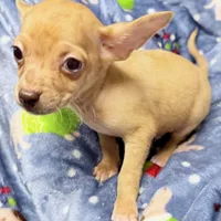 Boone, a male Chihuahua for sale in Homestead, FL – Photo 2 of 4