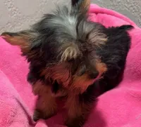 Kylie, a female Yorkshire Terrier for sale in Homestead, FL – 4 of 4