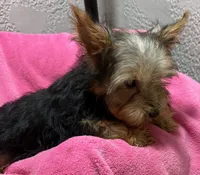 Kitty, a female Yorkshire Terrier for sale in Homestead, FL – 4 of 4