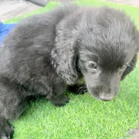 Libby, a female Miniature Aussiedoodle for sale in Homestead, FL – Photo 3 of 3