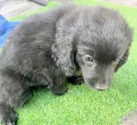 Libby, a female Miniature Aussiedoodle for sale in Homestead, FL – Photo 3 of 3