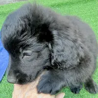 Libby, a female Miniature Aussiedoodle for sale in Homestead, FL – Photo 2 of 3