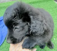 Libby, a female Miniature Aussiedoodle for sale in Homestead, FL – Photo 2 of 3