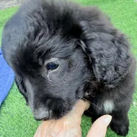 Libby, a female Miniature Aussiedoodle for sale in Homestead, FL – Photo 1 of 3