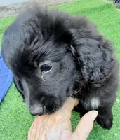 Libby, a female Miniature Aussiedoodle for sale in Homestead, FL – Photo 1 of 3