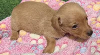 DOLLY, a female Miniature Dachshund for sale in Homestead, FL – 3 of 4