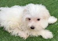 Gideon, a male Maltese for sale in Homestead, FL – 4 of 4