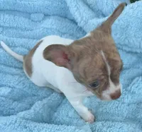 Saul, a male Chihuahua for sale in Homestead, FL – 1 of 4