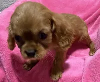 Reba, a female Cavalier King Charles Spaniel for sale in Homestead, FL – 3 of 3