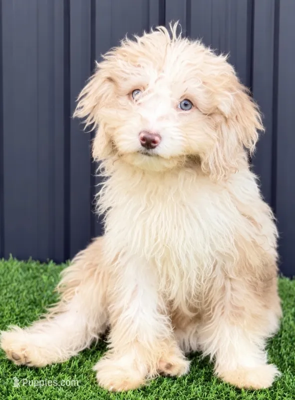Lola – Miniature Aussiedoodle puppy for sale in Homestead, FL