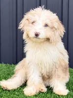 Lola, a female Miniature Aussiedoodle for sale in Homestead, FL – 1 of 2