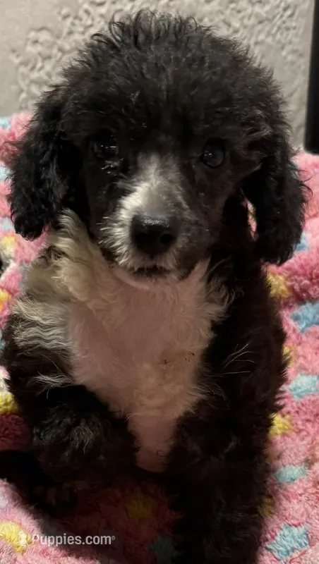 Emma – Poodle - Toy  puppy for sale in Homestead, FL