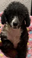 Emma, a female Poodle - Toy  for sale in Homestead, FL – 1 of 3