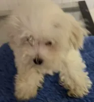 Gideon, a male Maltese for sale in Homestead, FL – 3 of 4