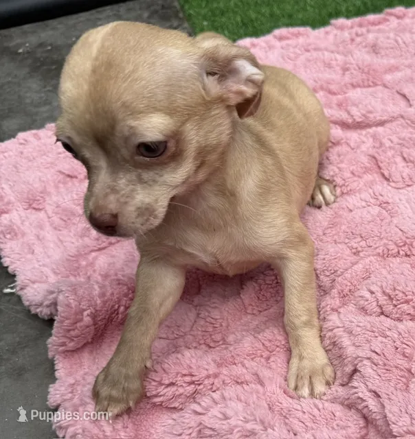 Lizzie, a female Chihuahua for sale in Homestead, FL – 1 of 4