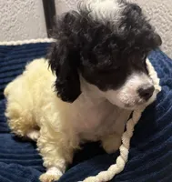 Aaron, a male Poodle - Toy  for sale in Homestead, FL – 1 of 4