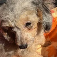 Athena, a female Poodle - Toy  for sale in Homestead, FL – Photo 2 of 3