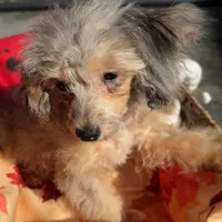 Athena, a female Poodle - Toy  for sale in Homestead, FL – Photo 1 of 3