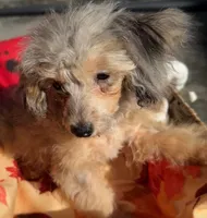 Athena, a female Poodle - Toy  for sale in Homestead, FL – Photo 1 of 3