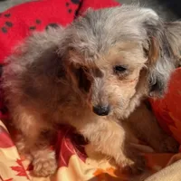 Athena, a female Poodle - Toy  for sale in Homestead, FL – Photo 3 of 3