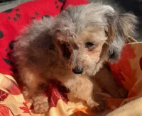 Athena, a female Poodle - Toy  for sale in Homestead, FL – Photo 3 of 3