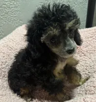 Teeny, a female Poodle - Toy  for sale in Homestead, FL – 3 of 4