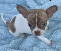 Saul, a male Chihuahua for sale in Homestead, FL – 2 of 4