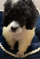 Aaron, a male Poodle - Toy  for sale in Homestead, FL – 4 of 4