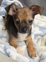 Macho, a male Chihuahua for sale in Homestead, FL – 4 of 4