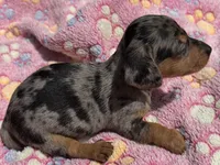 DIXIE, a female Miniature Dachshund for sale in Homestead, FL – 3 of 4