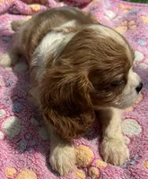 Ellie, a female Cavalier King Charles Spaniel for sale in Homestead, FL – 5 of 5