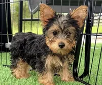Kelly, a female Yorkshire Terrier for sale in Homestead, FL – 2 of 2
