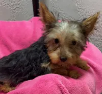 Lena, a female Yorkshire Terrier for sale in Homestead, FL – 3 of 3