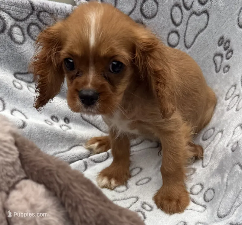 Thomas – Cavalier King Charles Spaniel puppy for sale in Homestead, FL