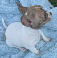 Saul, a male Chihuahua for sale in Homestead, FL – 3 of 4