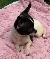 Daisy, a female Chihuahua for sale in Homestead, FL – 3 of 4